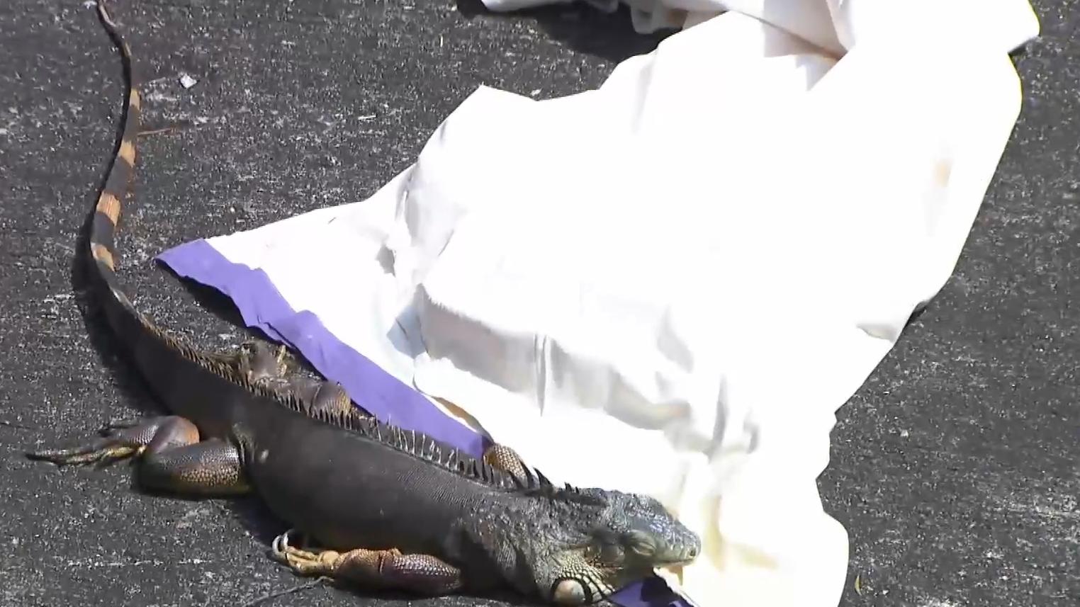 黃大仙一條蜥蜴疑遭車撞倒。（有線電視新聞截圖）