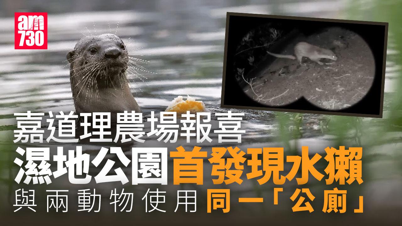 嘉道理農場社交平台報喜訊 濕地公園首次發現「水獺」（am730製圖）