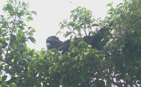 北角走失4日鸚鵡Cola現樹上，消防欲救時受驚飛走。(有線新聞)