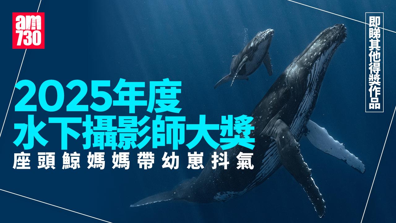 2025年度水下攝影師　座頭鯨媽媽帶幼崽抖氣奪大獎