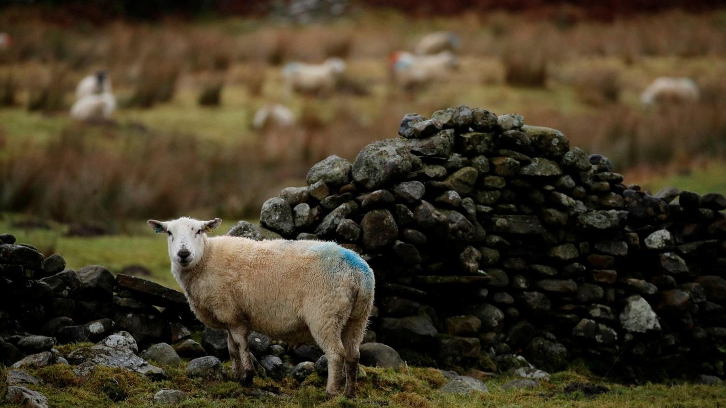 圖為英國北約克郡一個農場飼養的綿羊。(資料圖片)