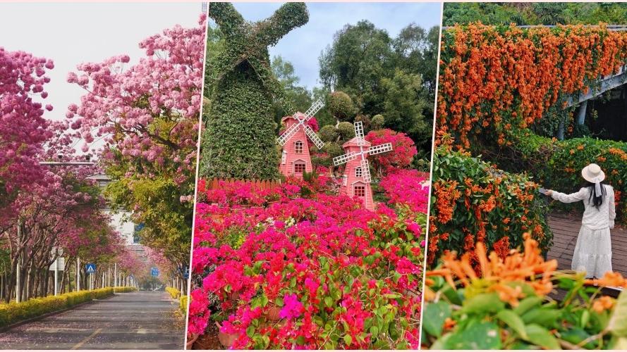 深圳春季賞花全攻略　地鐵通達15大花海公園＋2大花展
