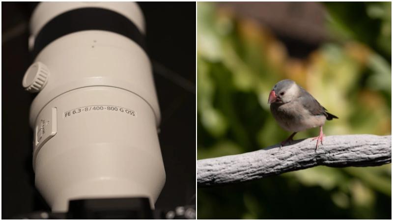 Sony E-mount首款800mm變焦鏡頭　野生動物拍攝神器