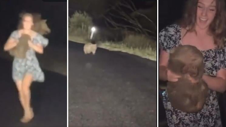 左至右：網紅瓊斯抱走小袋熊後，袋熊驚慌追上，瓊斯回到車旁，對著鏡頭炫耀小熊。(互聯網)