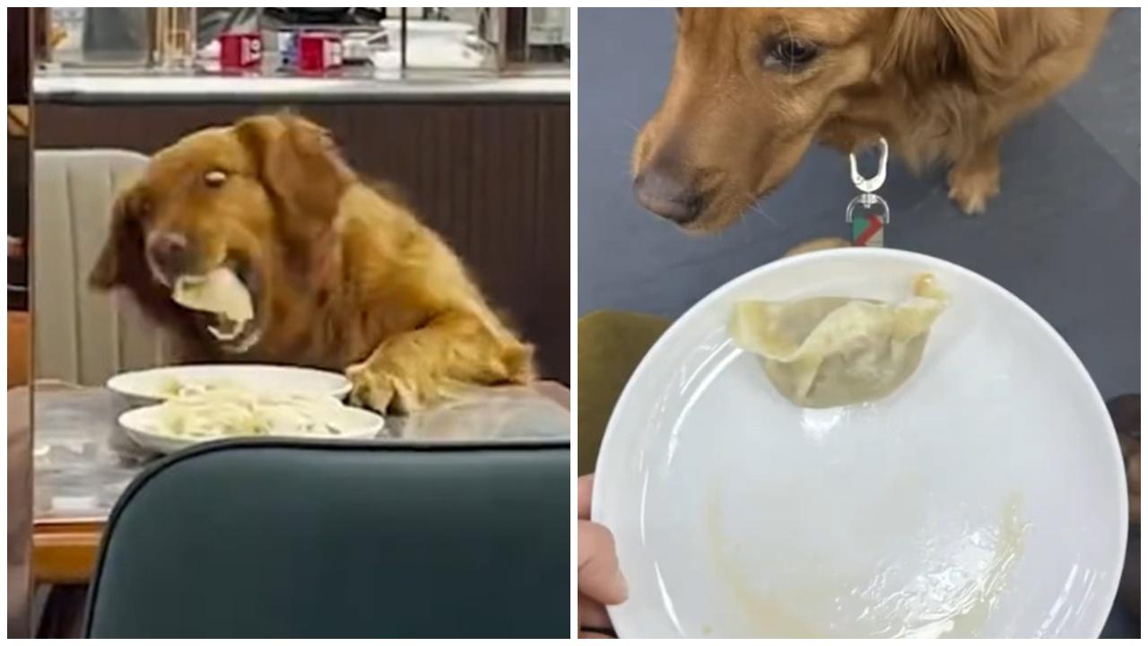 金毛犬攀枱10秒鯨吞餃子，飼主買下被舔碟以表歉意。(微博)