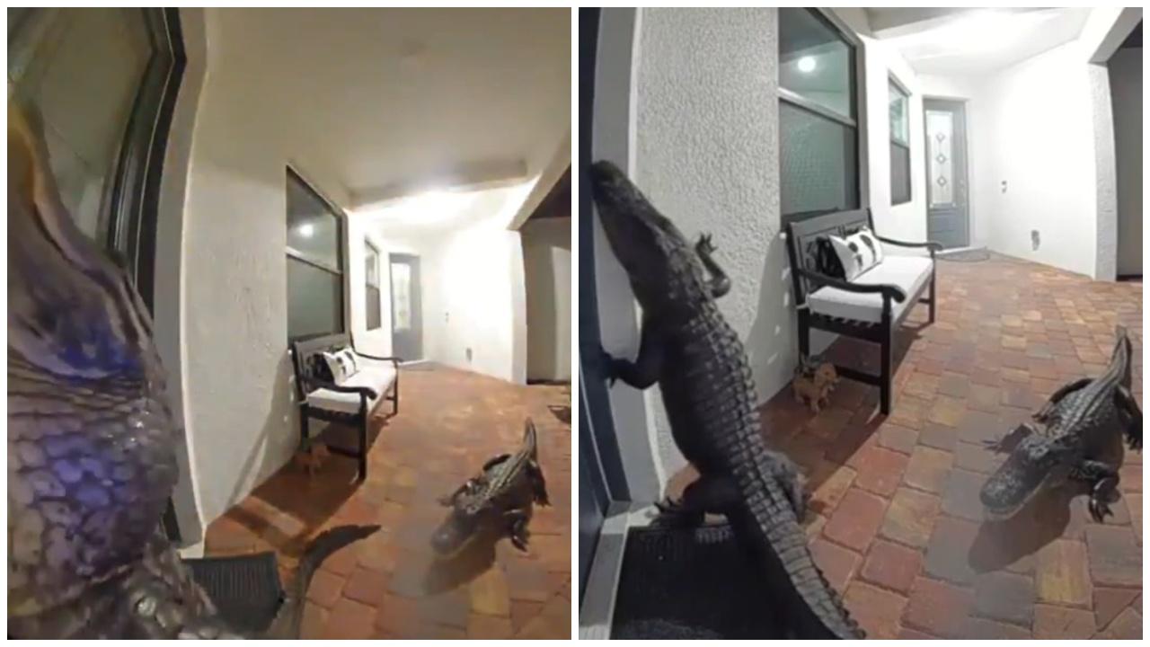 不速之客搵上門，CCTV驚揭2鱷魚按門鐘。(X)