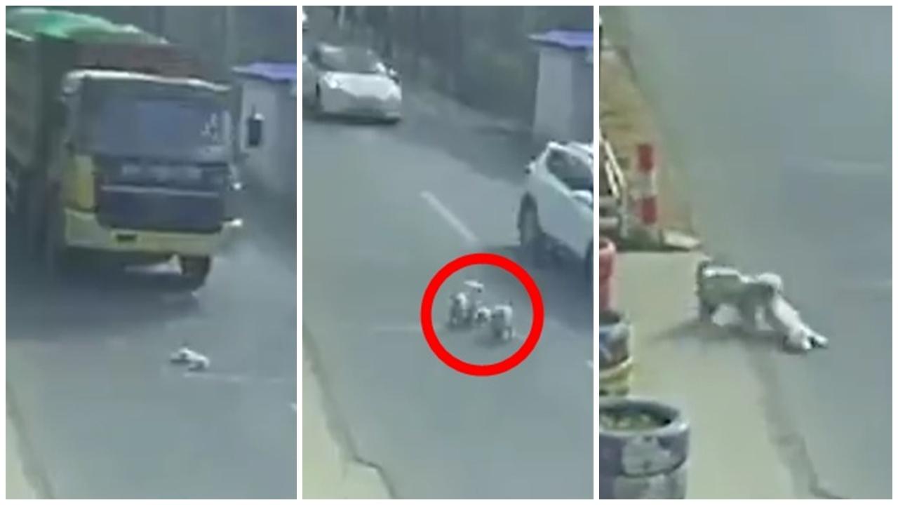 寵物犬偷出街慘被車撞，2流浪犬勇闖車陣拯救。(微博)