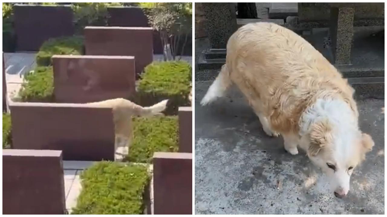 邊牧將墓園供品當自助餐，體重突破50公斤。(微博)