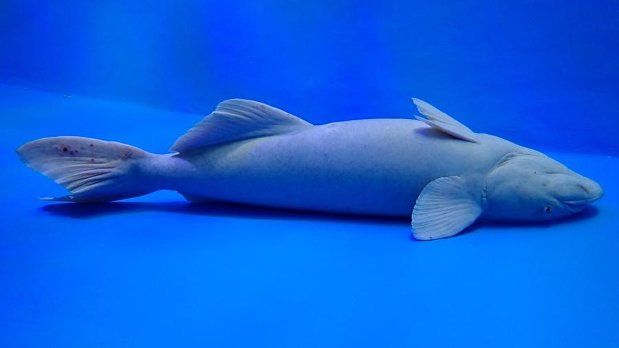 這條魚一直躺平水底被質疑，水族館：只有餵食時間會游動。(X)