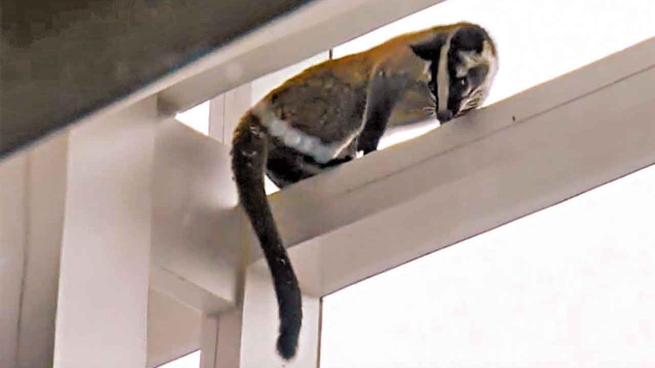 闖ifc擾攘近3小時 果子狸被捕獲 送嘉道理農場檢查