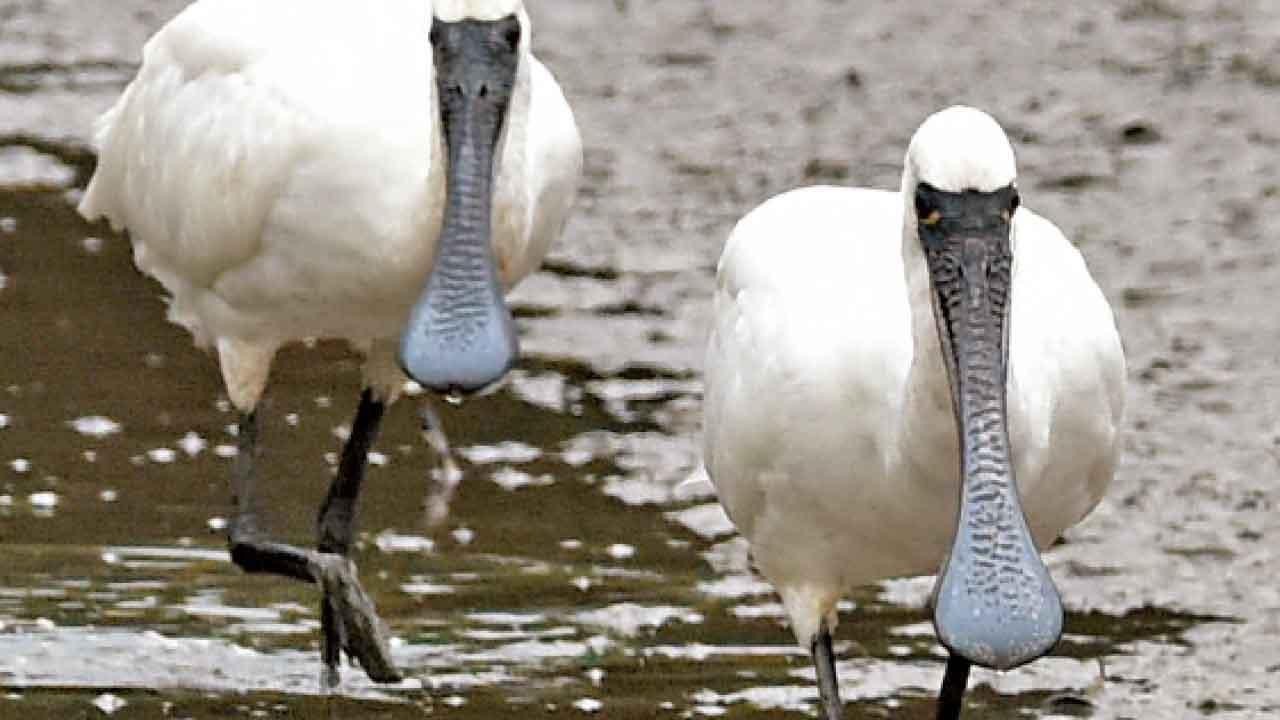 黑臉琵鷺全球數量破七千 后海灣數量跌逾一成 觀鳥會憂本港濕地質素下降減吸引力