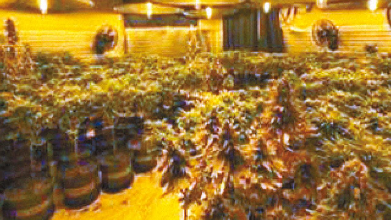 打鼓嶺破大麻種植場 警檢500萬植物及成品拘兩人