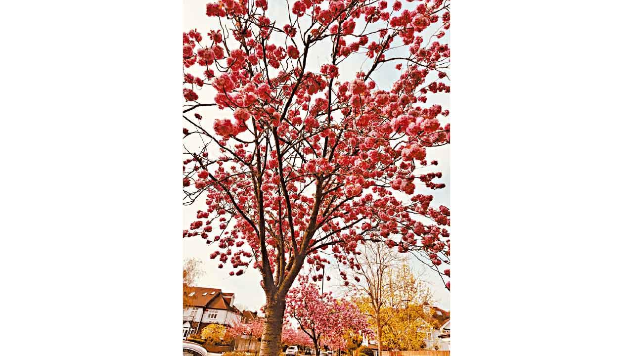 櫻花綻放時，心境亦開花