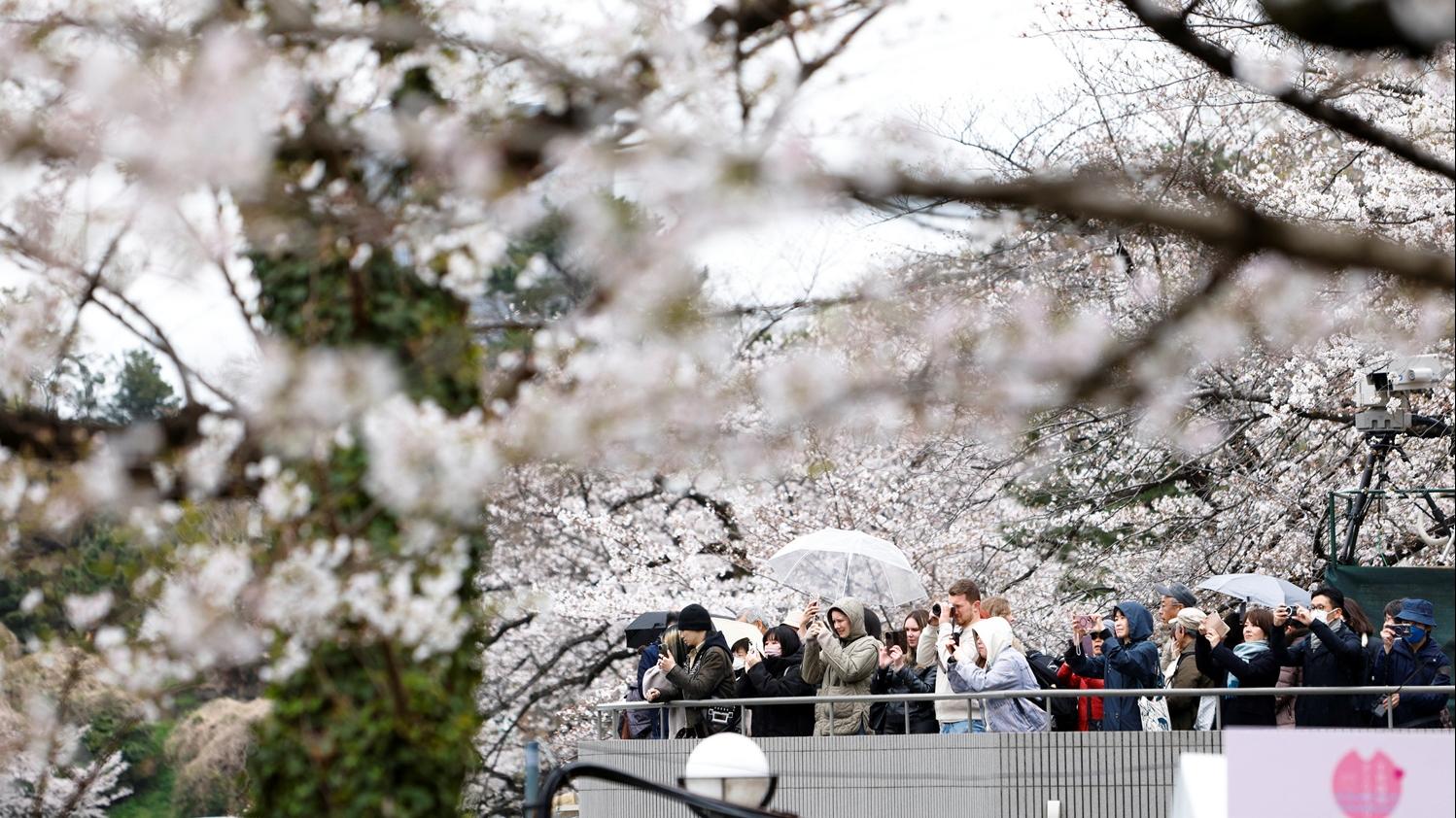 東京千鳥淵公園的賞櫻人群。(路透社)