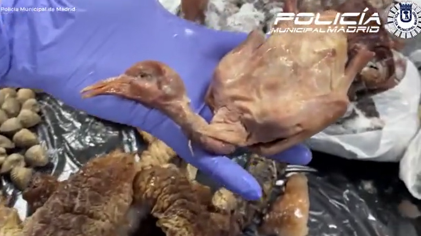 西班牙中餐館野鴿當烤鴨