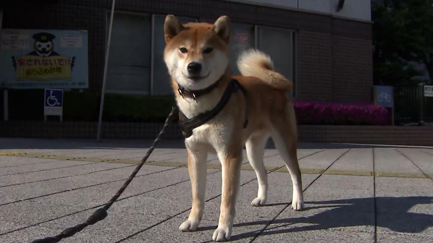 在高速公路上走失的柴犬胡椒。(新聞截圖)