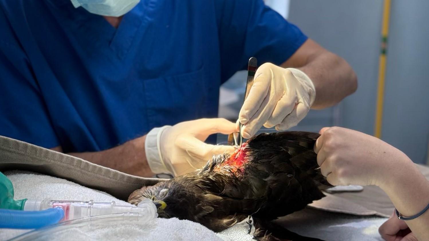 嘉道理農場接收受傷鳳頭鷹(嘉道理農場FB圖片)