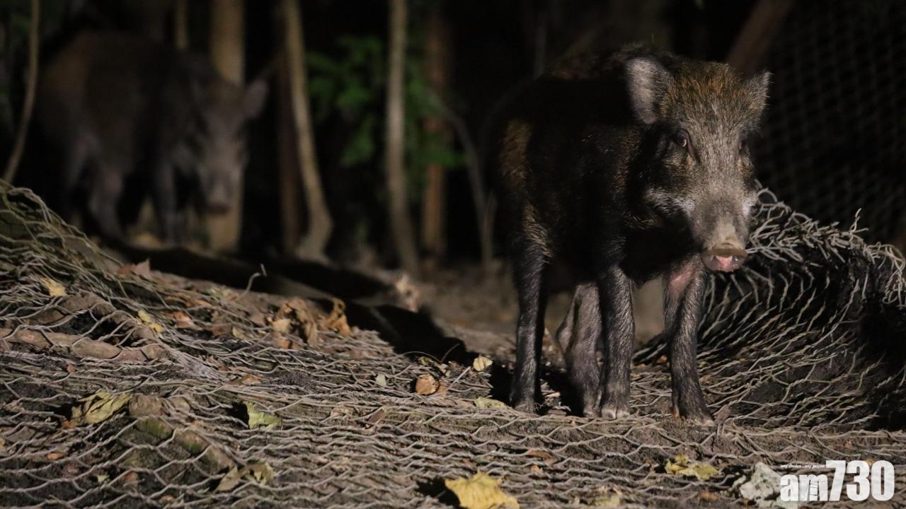 陳克勤關注人道毀滅或令野豬絕種　謝展寰稱盡量取得平衡