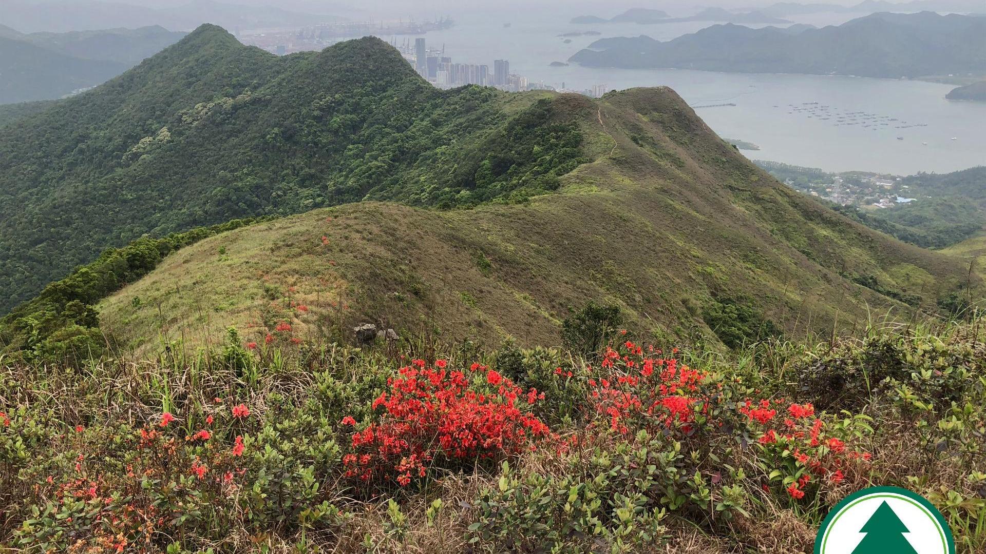 紅花嶺郊野公園發生行山意外。（資料圖片/漁護署圖片）