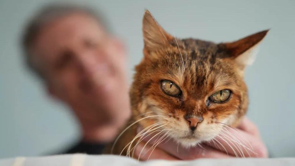 普倫與失蹤了16年的愛貓Sunshine驚喜重逢。(互聯網)