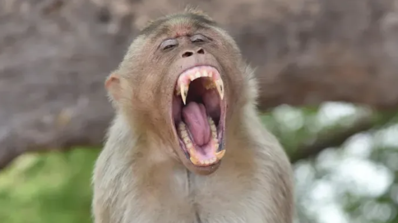 印度女準備洗澡時突遭猴群攻擊　嚇到倒瀉滾水淋全身燙傷送院不治