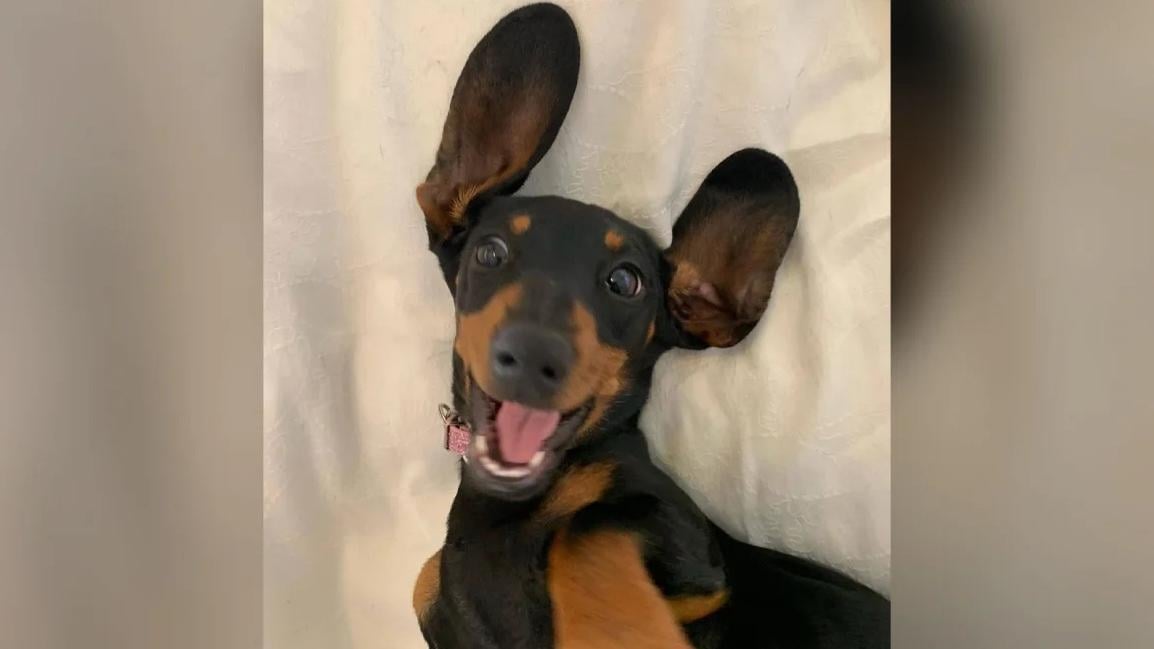 失蹤529天後奇蹟尋回的小狗「瓦萊麗」。(互聯網)