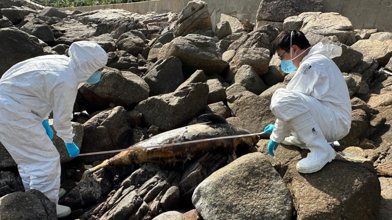 豚屍再現｜長洲白鰽灣發現一條江豚屍體　本年度第15宗鯨豚擱淺個案