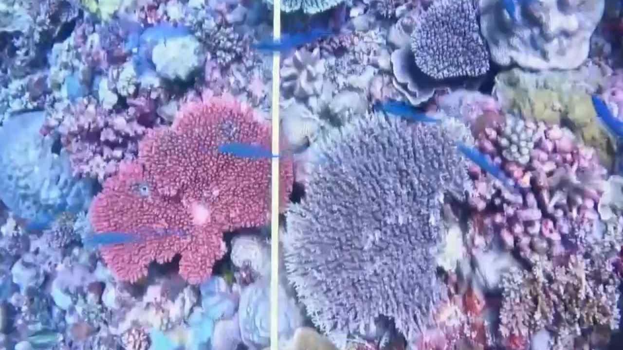 中方發布《鐵綫礁、牛軛礁珊瑚礁生態系統調查報告》，顯示鐵綫礁珊瑚礁生態系統退化嚴重。（央視新聞）