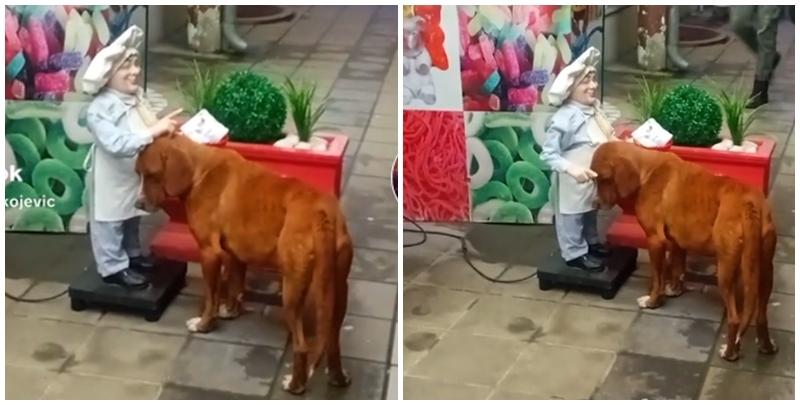 塞爾維亞一隻流浪狗因為向街頭機械公仔主動「討摸」，疑似是想體驗被人類寵愛的感覺(影片截圖)