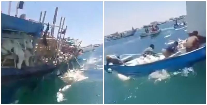 也門南部港口城市亞丁外海一艘由非洲索馬里出發運送逾2000羊隻的貨船擱淺傾覆，片段可見大批羊隻於海面掙扎，有羊隻發出叫聲，多隻漁船上的漁民奮力將羊隻救回船上。