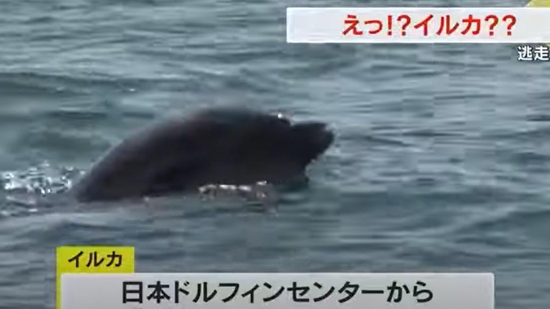 出走的海豚在香川縣土庄町沿海現蹤。(互聯網)