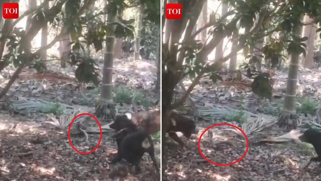 鬥牛犬「Bheema」和都柏文夾擊眼鏡蛇，苦戰約40分鐘。(互聯網)