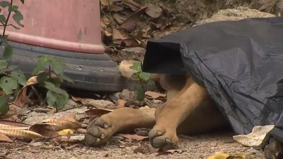 古洞發生懷疑毒狗事件。（無綫電視新聞截圖）