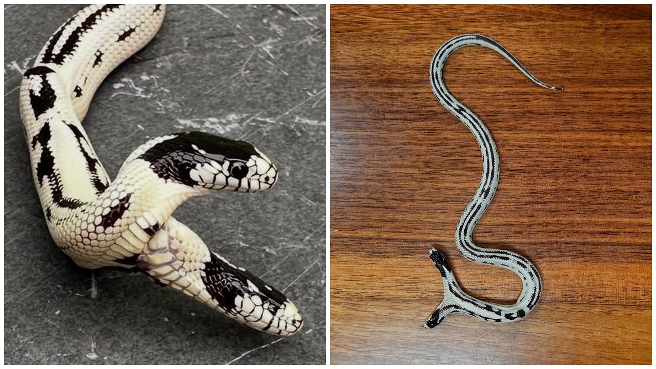 十萬分之一機率，美寵物店孵出兩頭蛇各有想法，獲客開價39萬都唔。(微博)