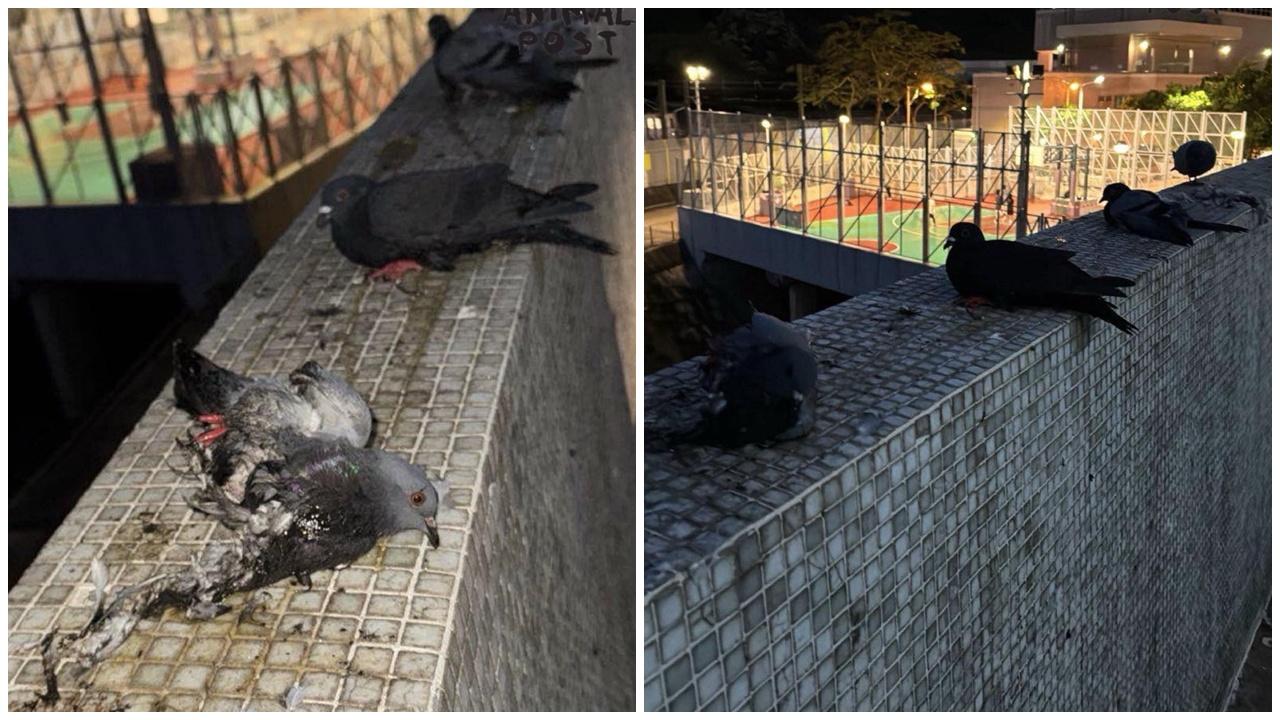 荃景花園停車場石牆被塗膠水，多隻鴿被黏實。(香港動物報)