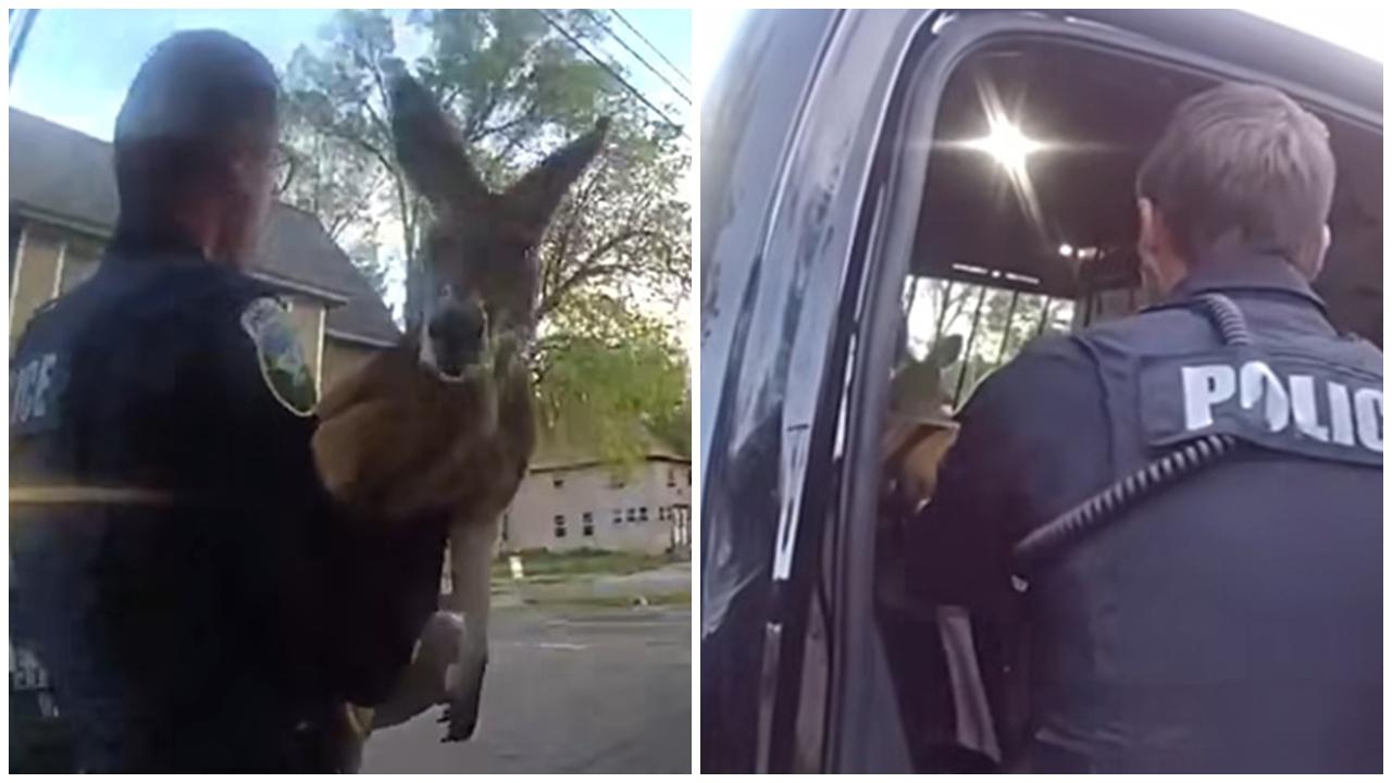 袋鼠離家出走通街逛，警察抱抱乖乖就擒。(FB)