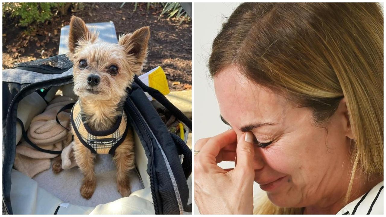 愛犬一次過被拔16隻牙後不治，主人怒告獸醫索償逾3500萬。(X)