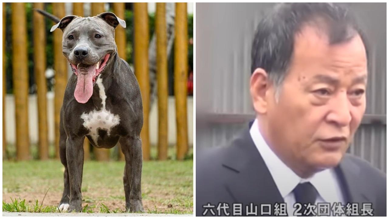 黑幫大佬放狗唔綁牽引繩，與手下齊被捕。(YouTube)