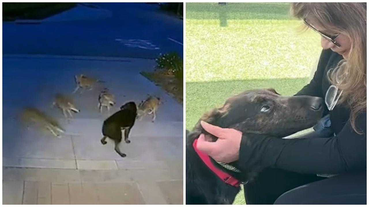 流浪狗單挑5郊狼受傷獲救，2天後逆轉狗生。