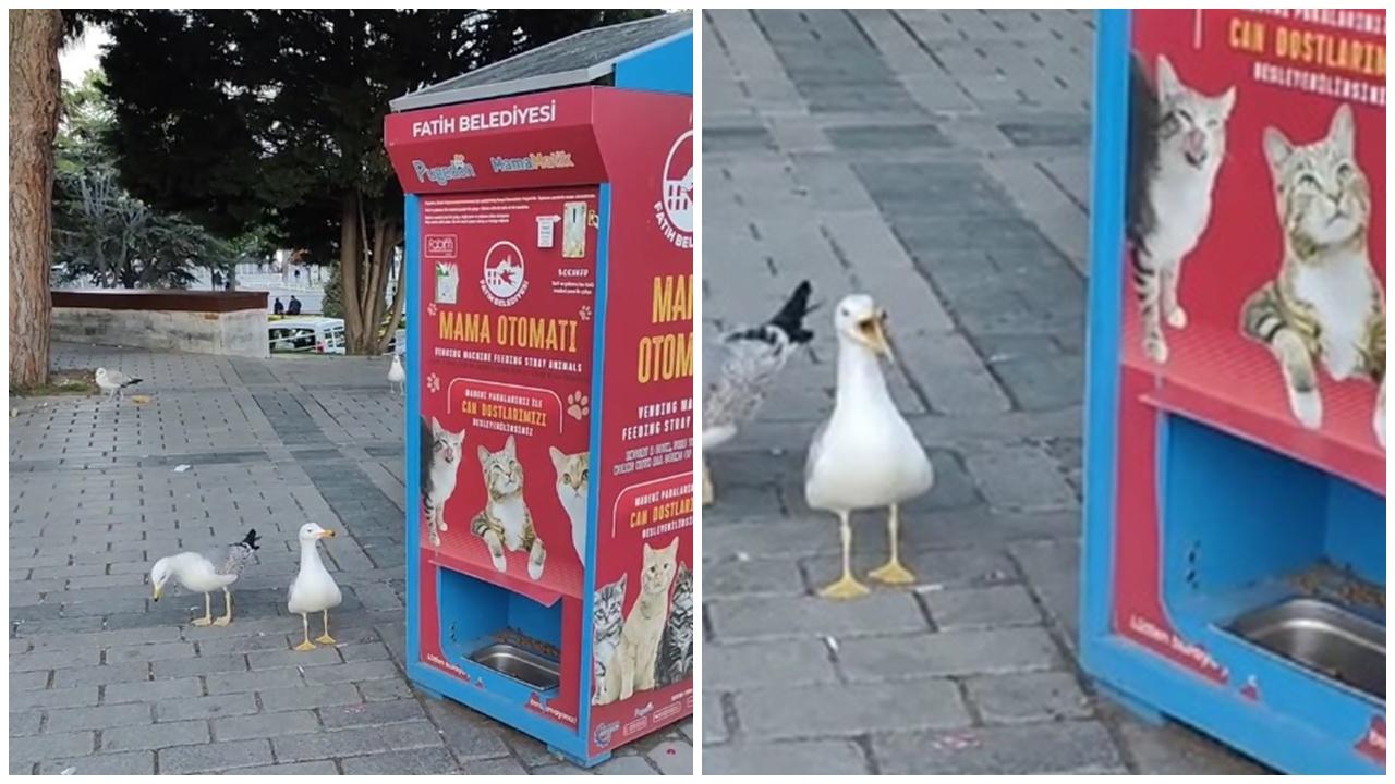 公園傳出沙啞「喵喵」聲，竟是海鷗扮貓討食。(IG)