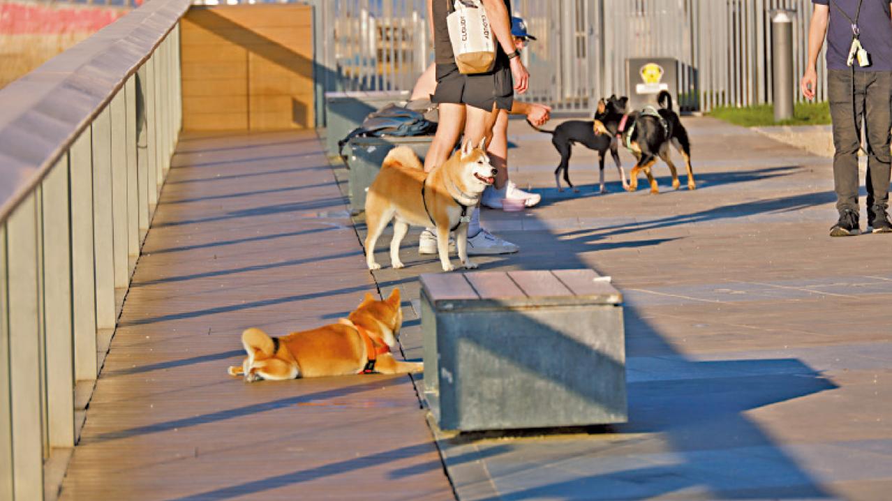 網購貓狗易中伏 患病率較高 逾九成缺針卡 消委會籲不應網購寵物