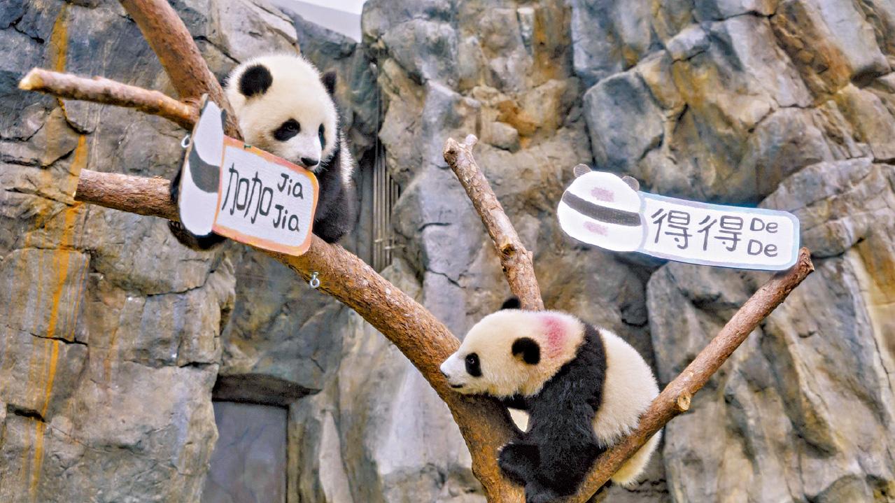 大熊貓龍鳳胎正名「加加」「得得」 海洋公園︰寓意家國騰飛 事事都得