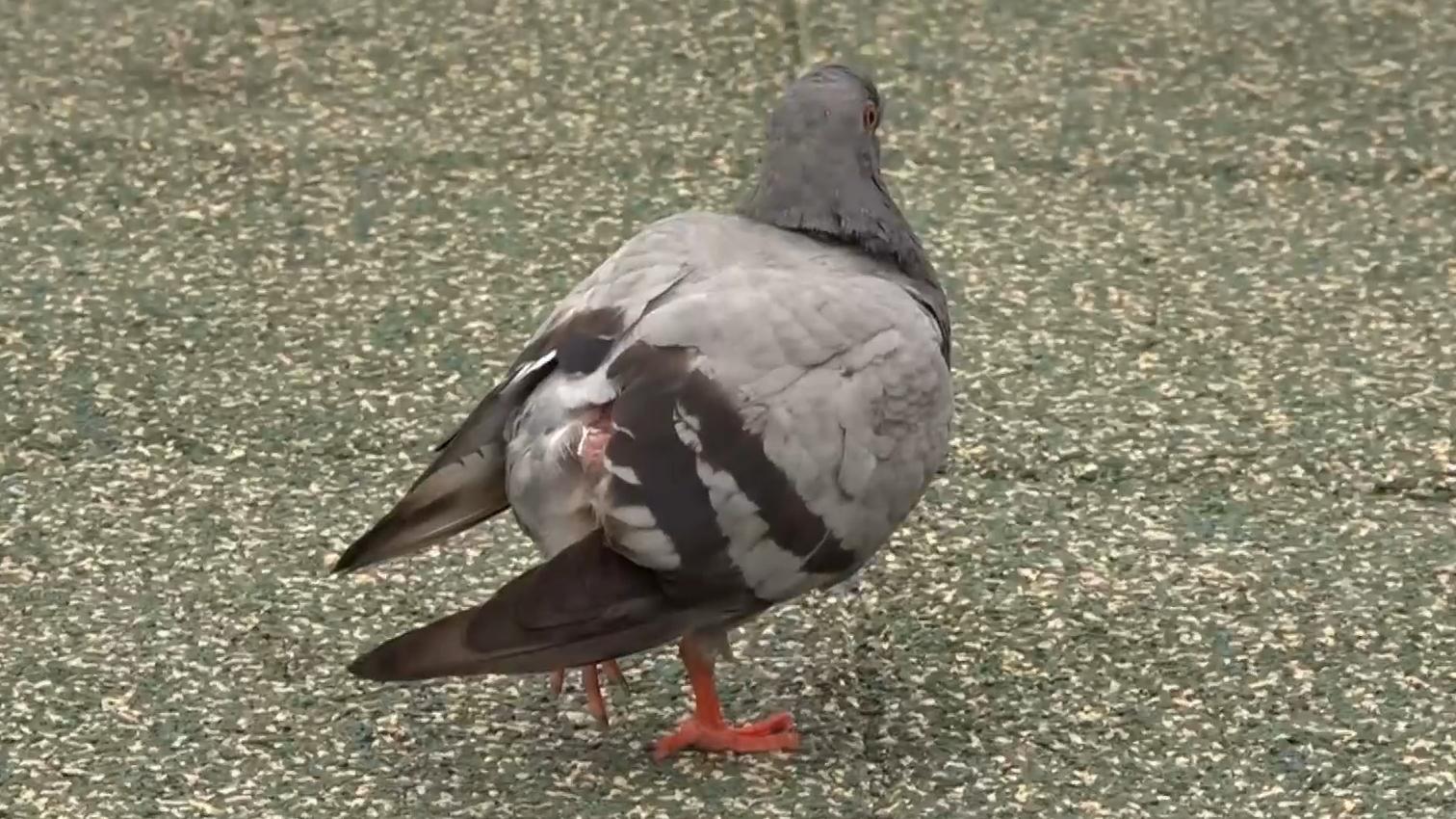 長沙灣野鴿尾部折斷，有人憂虐畜報案。（有線電視新聞截圖）