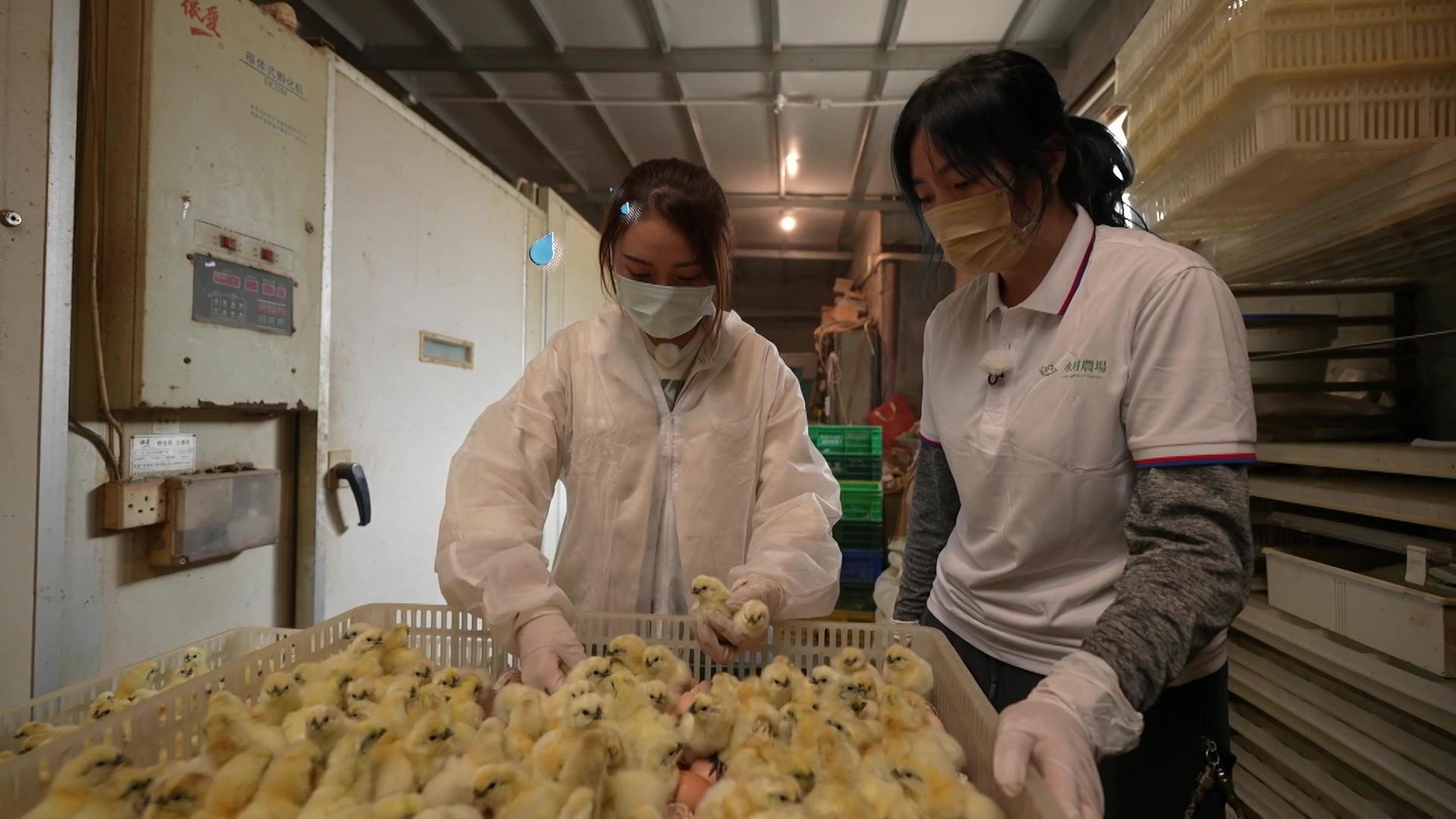 一日打工限定｜戴祖儀試做一日雞農 應付5,500隻雞化身論盡版「寫輪眼」