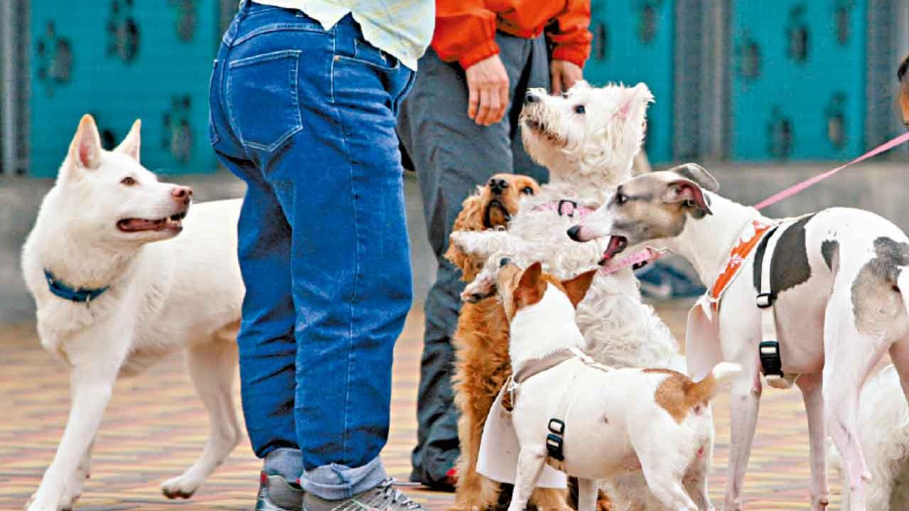 內地寵物貓狗入境檢疫期減至30日 漁護署增檢疫設施