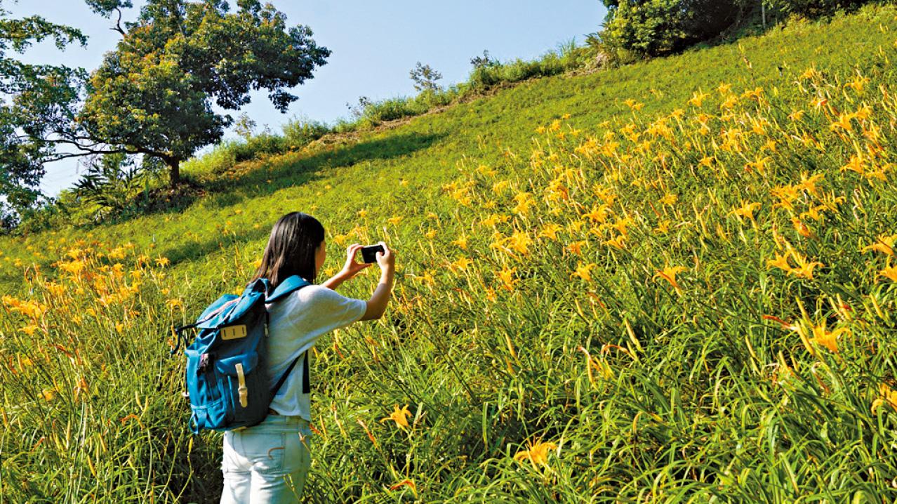 台中新社山城 五月金針花盛放