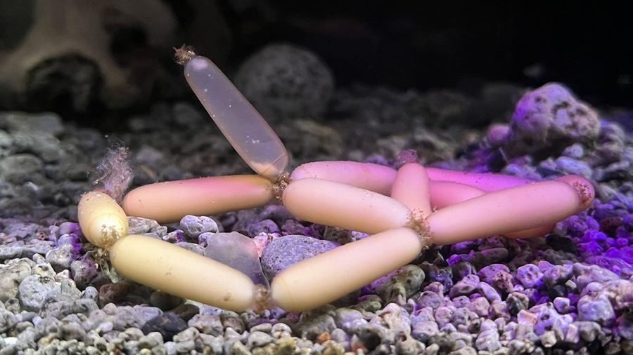 水族館展出「深海小香腸」？惹網民熱議