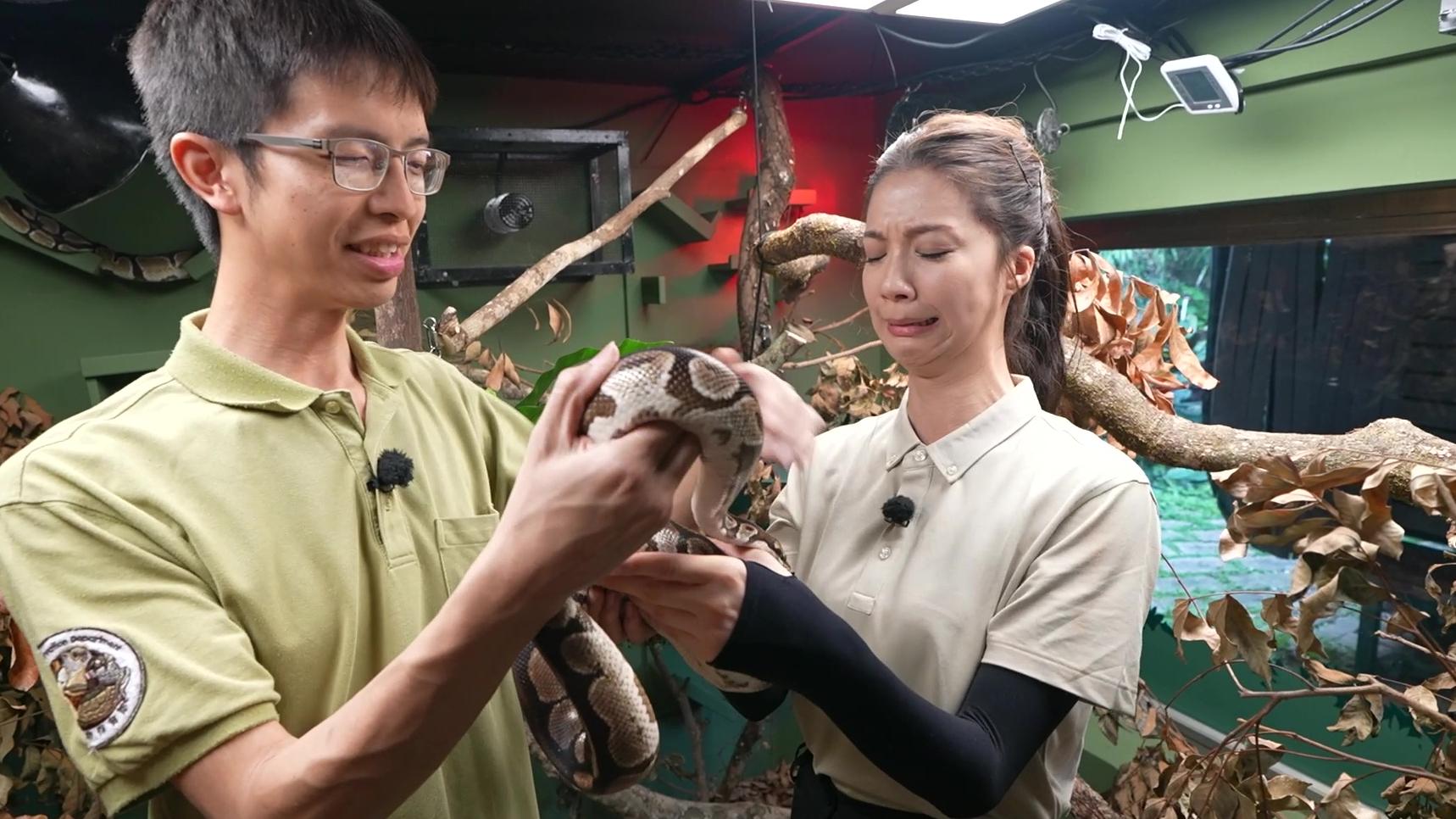 一日打工限定｜陳曉華任一日動物護理員 與蛇B親密接觸嚇到面青