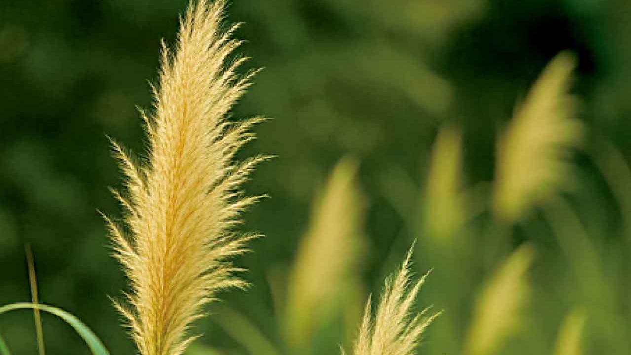 花粉、陽光、皮膚