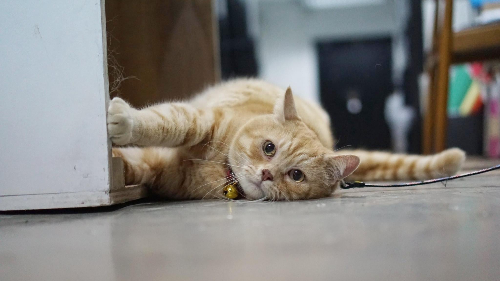 萬寧貓「弟弟」離世。（fb「萬寧貓 肥弟弟 」圖片）